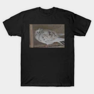 Pigeon T-Shirt